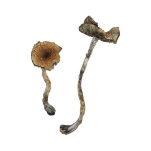 Blue Meanie Mushroom