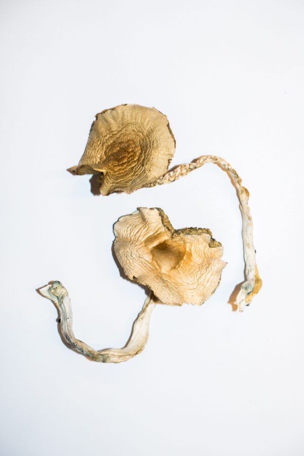 Golden Teacher Mushrooms