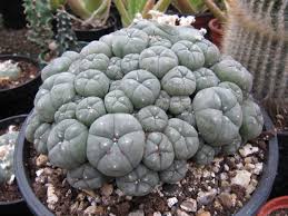 Peyote